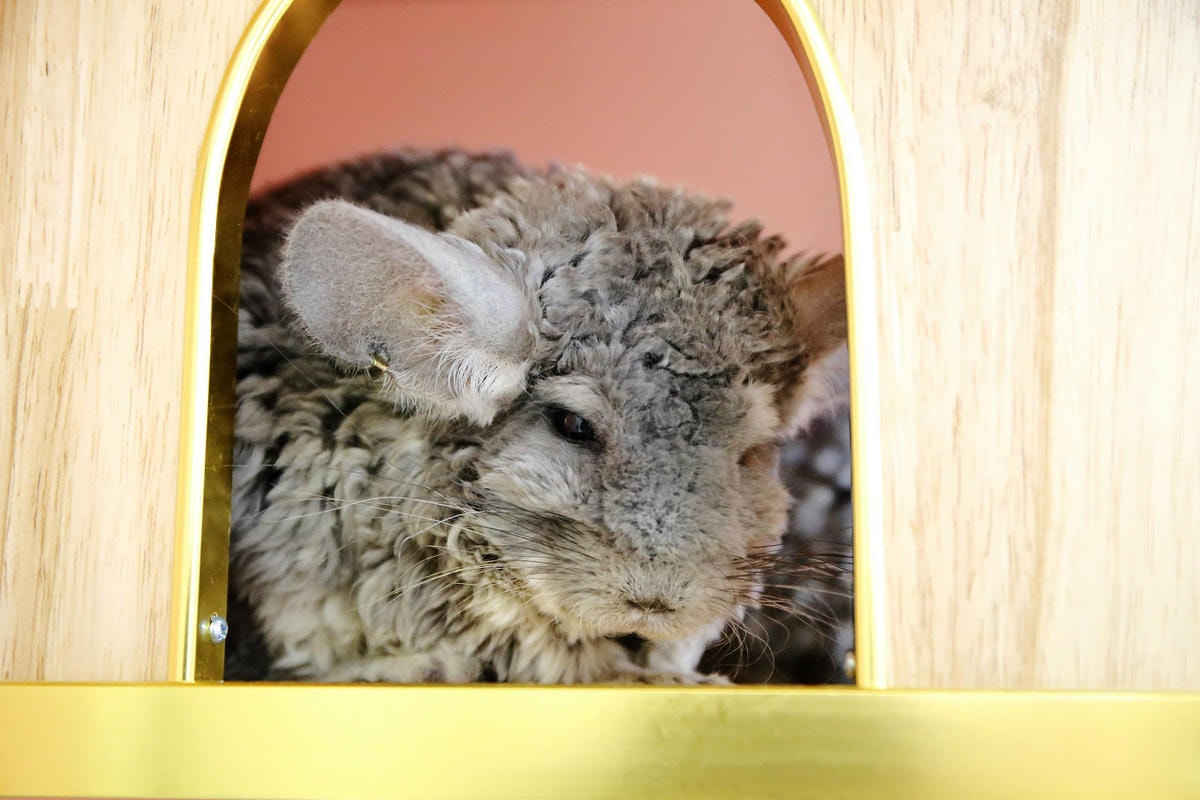 悠悠龍貓咖啡。全台唯一一間龍貓咖啡廳,龍貓卡通本尊活跳跳現身