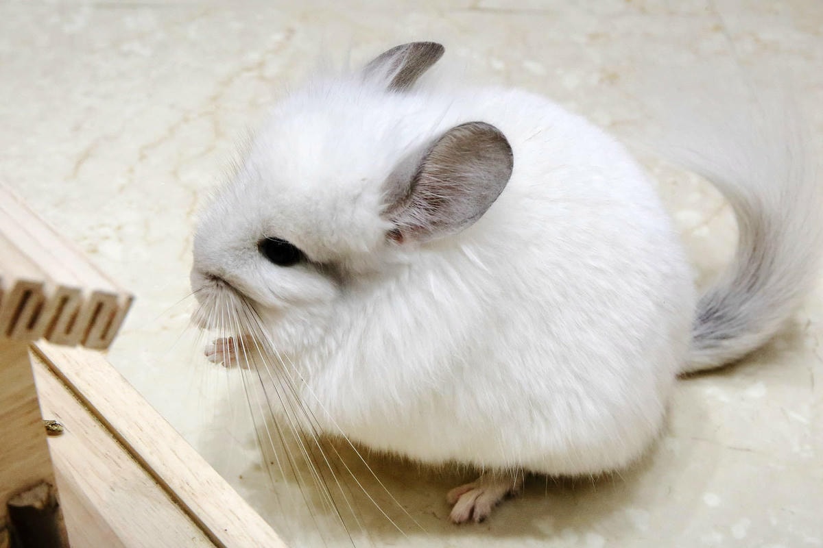 悠悠龍貓咖啡。全台唯一一間龍貓咖啡廳,龍貓卡通本尊活跳跳現身