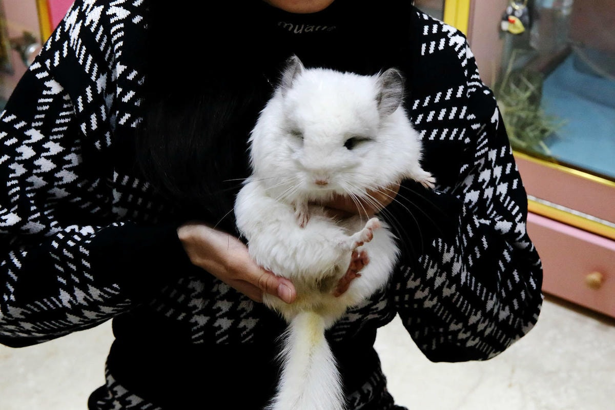 悠悠龍貓咖啡。全台唯一一間龍貓咖啡廳,龍貓卡通本尊活跳跳現身