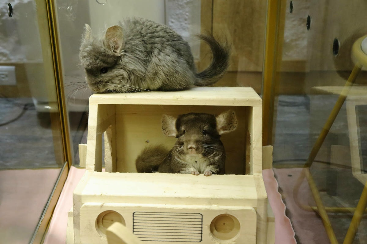 悠悠龍貓咖啡。全台唯一一間龍貓咖啡廳,龍貓卡通本尊活跳跳現身