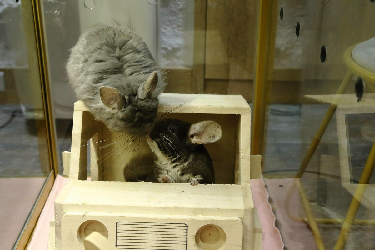 悠悠龍貓咖啡。全台唯一一間龍貓咖啡廳,龍貓卡通本尊活跳跳現身