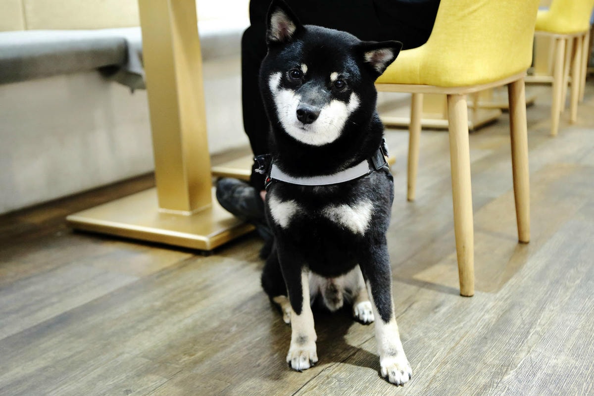 私嚐の吃飯北大店。三峽寵物餐廳推薦,超好吃唐揚雞有層次的咖哩 私嚐の吃飯北大店。三峽寵物餐廳推薦,超好吃唐揚雞有層次的咖哩