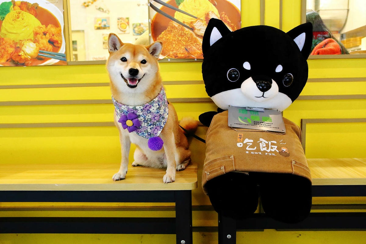 私嚐の吃飯北大店。三峽寵物餐廳推薦,超好吃唐揚雞有層次的咖哩 私嚐の吃飯北大店。三峽寵物餐廳推薦,超好吃唐揚雞有層次的咖哩