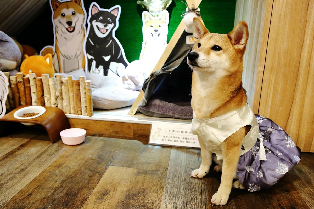 私嚐の吃飯北大店。三峽寵物餐廳推薦,超好吃唐揚雞有層次的咖哩 私嚐の吃飯北大店。三峽寵物餐廳推薦,超好吃唐揚雞有層次的咖哩