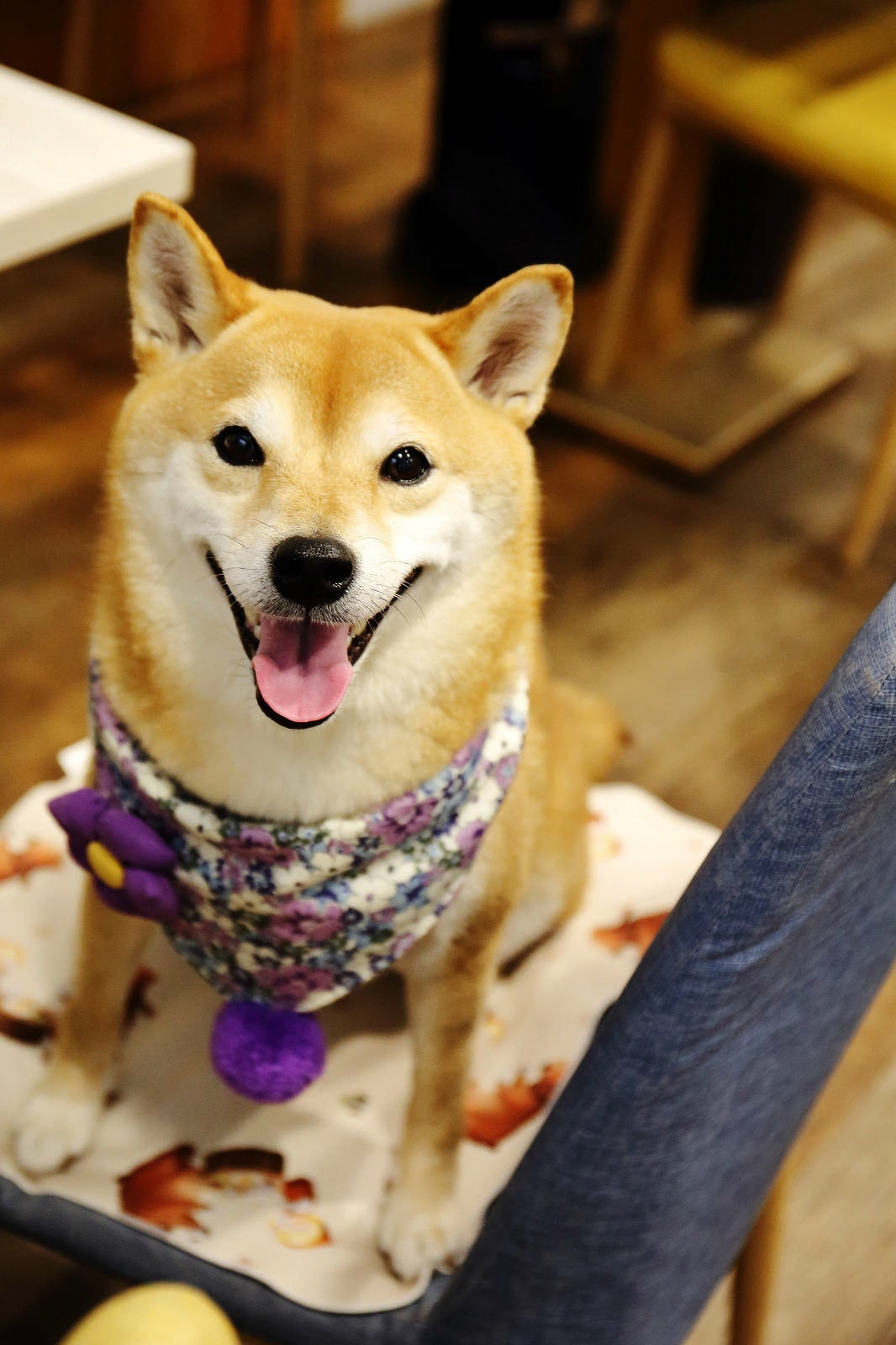 私嚐の吃飯北大店。三峽寵物餐廳推薦,超好吃唐揚雞有層次的咖哩 私嚐の吃飯北大店。三峽寵物餐廳推薦,超好吃唐揚雞有層次的咖哩