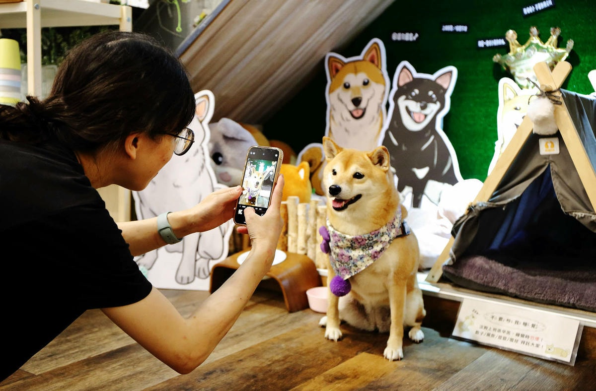 私嚐の吃飯北大店。三峽寵物餐廳推薦,超好吃唐揚雞有層次的咖哩 私嚐の吃飯北大店。三峽寵物餐廳推薦,超好吃唐揚雞有層次的咖哩