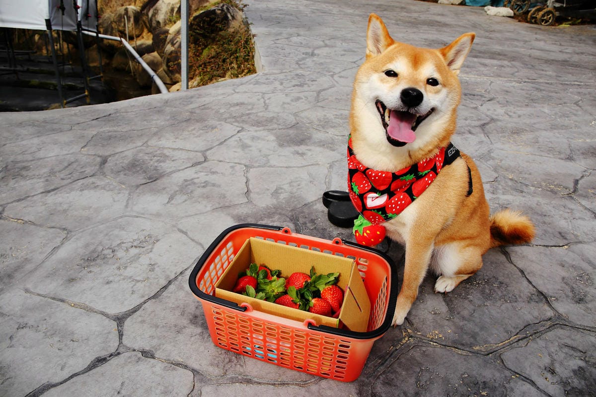採草莓囉!苗栗大湖特色農場推薦,紅色琉璃瓦&SUHU Caf 採草莓囉!苗栗大湖特色農場推薦,紅色琉璃瓦&SUHU Caf