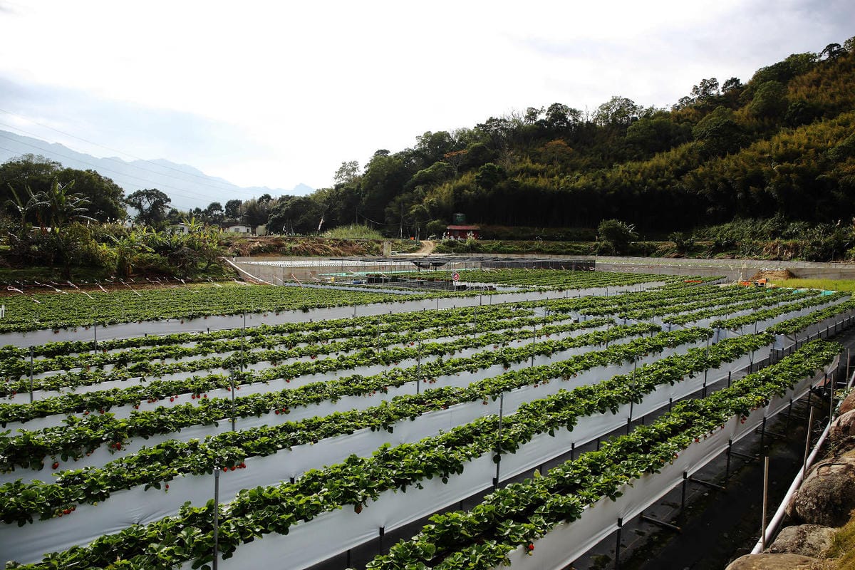 採草莓囉!苗栗大湖特色農場推薦,紅色琉璃瓦&SUHU Caf 採草莓囉!苗栗大湖特色農場推薦,紅色琉璃瓦&SUHU Caf