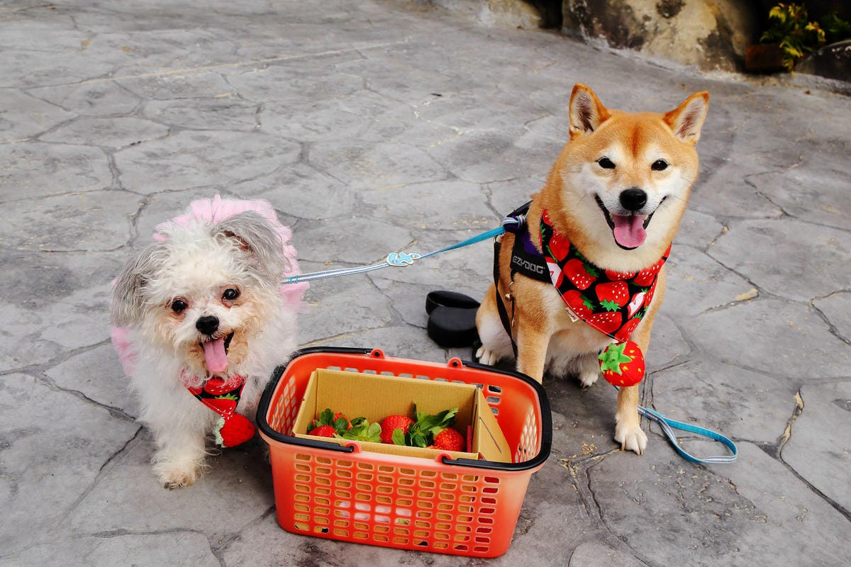 採草莓囉!苗栗大湖特色農場推薦,紅色琉璃瓦&SUHU Caf 採草莓囉!苗栗大湖特色農場推薦,紅色琉璃瓦&SUHU Caf