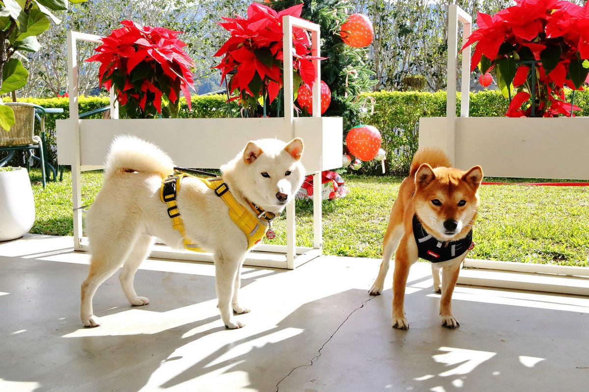 採草莓囉!苗栗大湖特色農場推薦,紅色琉璃瓦&SUHU Caf 採草莓囉!苗栗大湖特色農場推薦,紅色琉璃瓦&SUHU Caf
