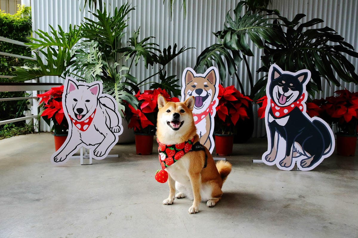 採草莓囉!苗栗大湖特色農場推薦,紅色琉璃瓦&SUHU Caf 採草莓囉!苗栗大湖特色農場推薦,紅色琉璃瓦&SUHU Caf