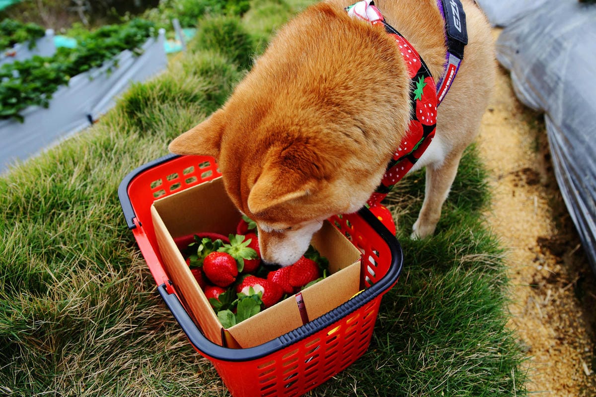 採草莓囉!苗栗大湖特色農場推薦,紅色琉璃瓦&SUHU Caf 採草莓囉!苗栗大湖特色農場推薦,紅色琉璃瓦&SUHU Caf