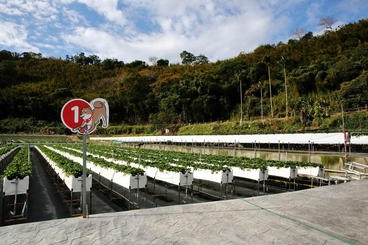採草莓囉!苗栗大湖特色農場推薦,紅色琉璃瓦&SUHU Caf 採草莓囉!苗栗大湖特色農場推薦,紅色琉璃瓦&SUHU Caf