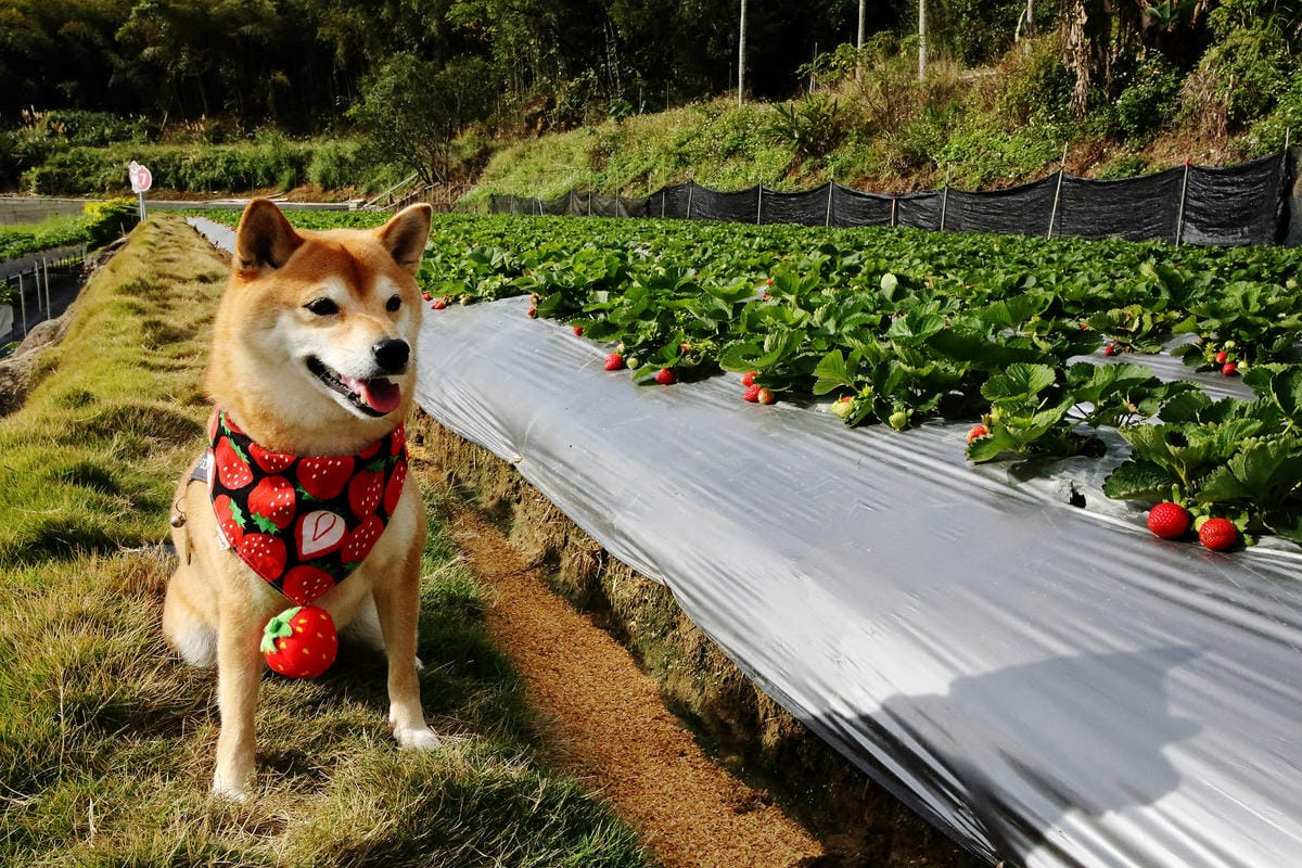 採草莓囉!苗栗大湖特色農場推薦,紅色琉璃瓦&SUHU Caf 採草莓囉!苗栗大湖特色農場推薦,紅色琉璃瓦&SUHU Caf