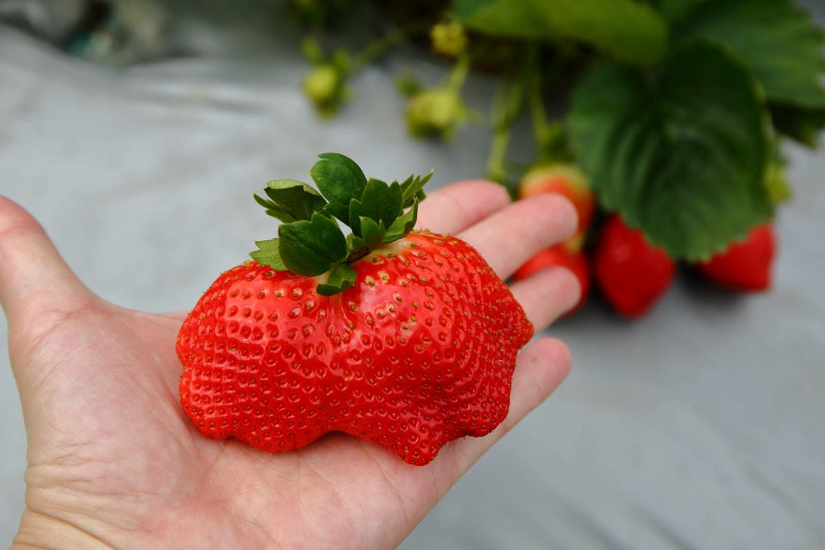 採草莓囉!苗栗大湖特色農場推薦,紅色琉璃瓦&SUHU Caf 採草莓囉!苗栗大湖特色農場推薦,紅色琉璃瓦&SUHU Caf