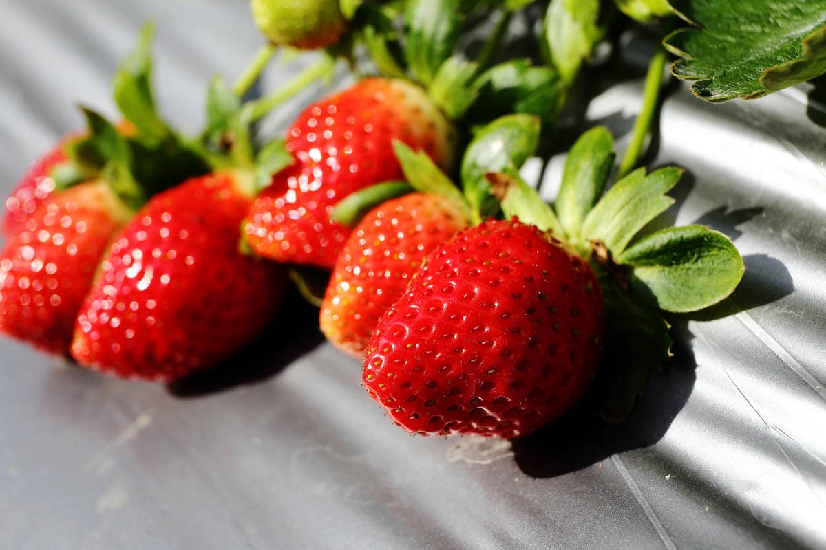 採草莓囉!苗栗大湖特色農場推薦,紅色琉璃瓦&SUHU Caf 採草莓囉!苗栗大湖特色農場推薦,紅色琉璃瓦&SUHU Caf