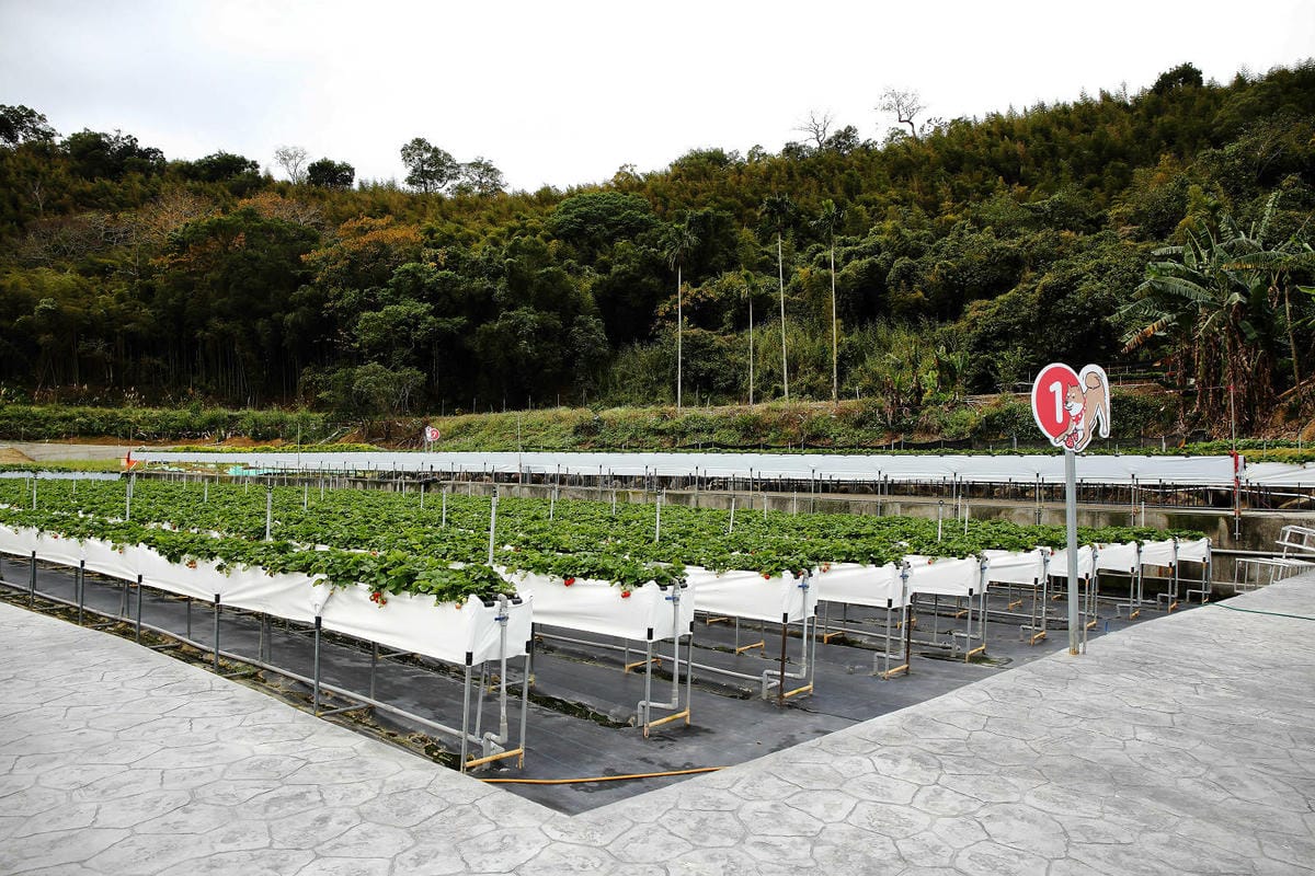 採草莓囉!苗栗大湖特色農場推薦,紅色琉璃瓦&SUHU Caf 採草莓囉!苗栗大湖特色農場推薦,紅色琉璃瓦&SUHU Caf
