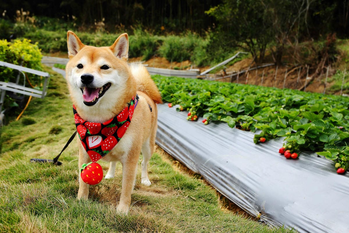 採草莓囉!苗栗大湖特色農場推薦,紅色琉璃瓦&SUHU Caf 採草莓囉!苗栗大湖特色農場推薦,紅色琉璃瓦&SUHU Caf