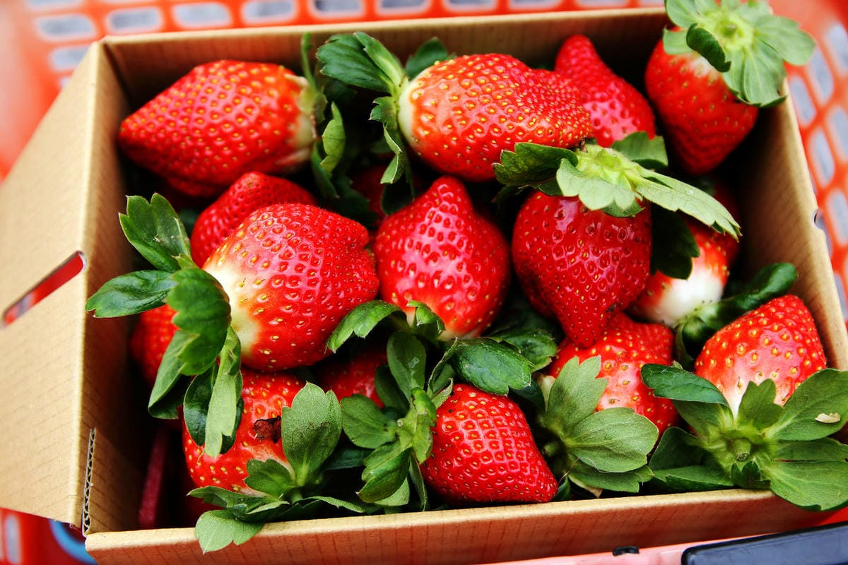 採草莓囉!苗栗大湖特色農場推薦,紅色琉璃瓦&SUHU Caf 採草莓囉!苗栗大湖特色農場推薦,紅色琉璃瓦&SUHU Caf