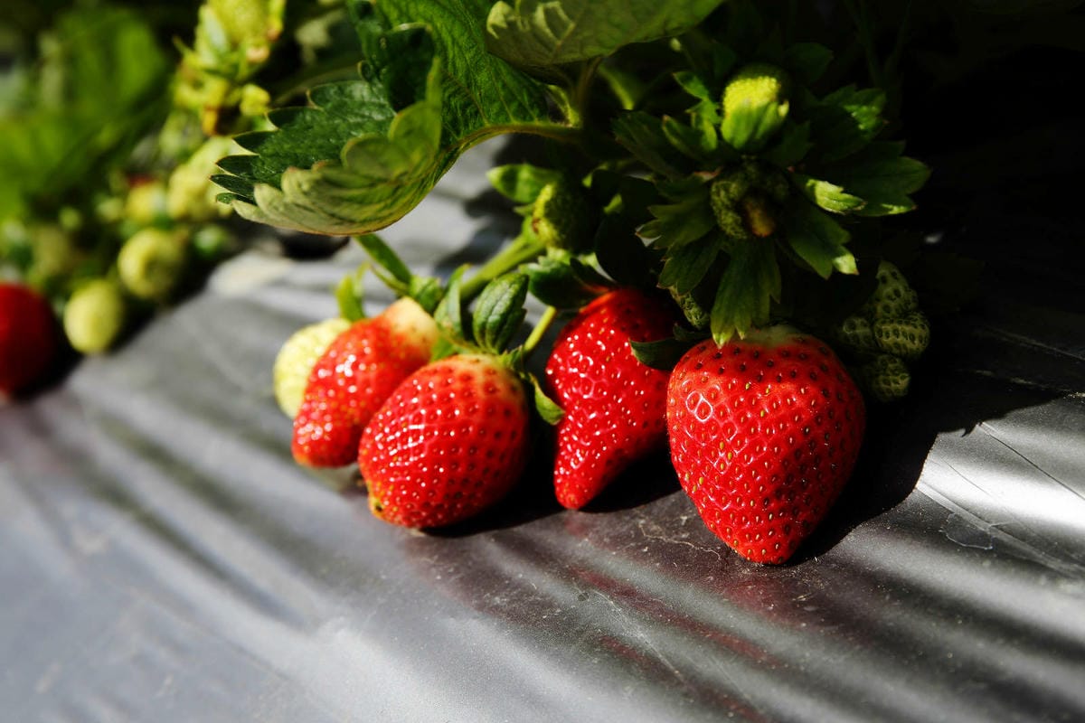 採草莓囉!苗栗大湖特色農場推薦,紅色琉璃瓦&SUHU Caf 採草莓囉!苗栗大湖特色農場推薦,紅色琉璃瓦&SUHU Caf