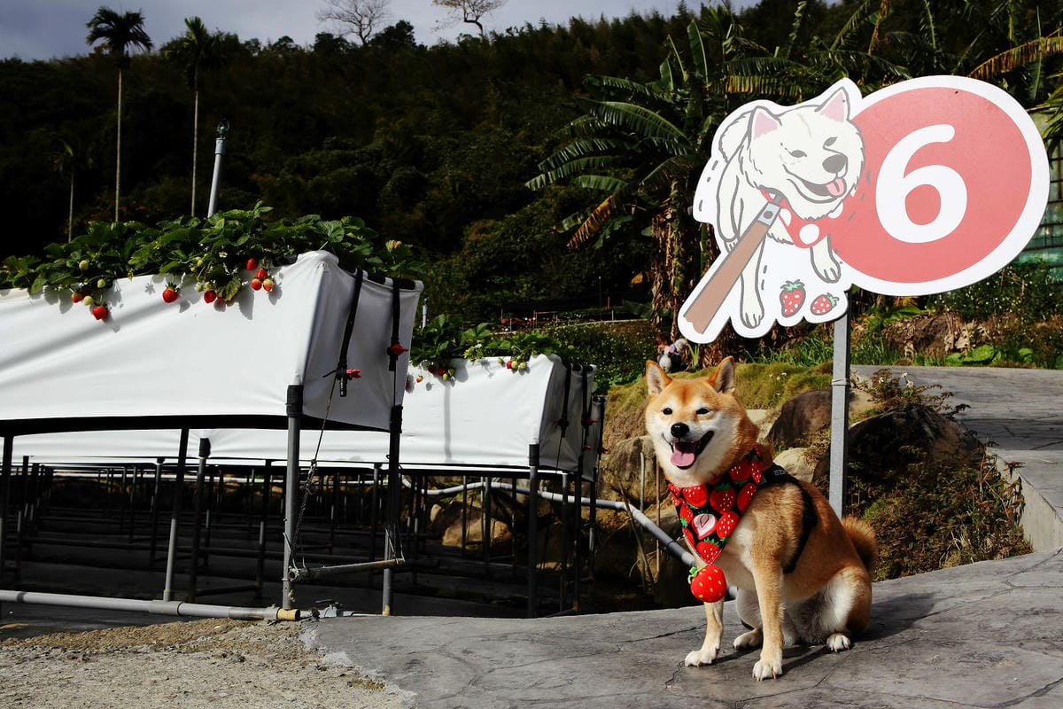 採草莓囉!苗栗大湖特色農場推薦,紅色琉璃瓦&SUHU Caf 採草莓囉!苗栗大湖特色農場推薦,紅色琉璃瓦&SUHU Caf