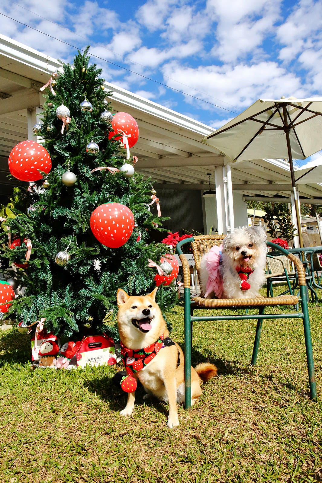 採草莓囉!苗栗大湖特色農場推薦,紅色琉璃瓦&SUHU Caf 採草莓囉!苗栗大湖特色農場推薦,紅色琉璃瓦&SUHU Caf