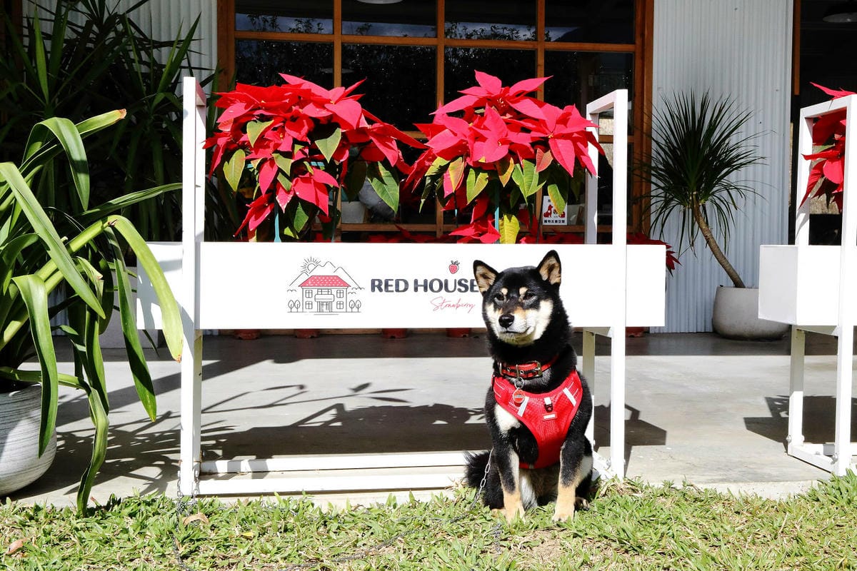 採草莓囉!苗栗大湖特色農場推薦,紅色琉璃瓦&SUHU Caf 採草莓囉!苗栗大湖特色農場推薦,紅色琉璃瓦&SUHU Caf