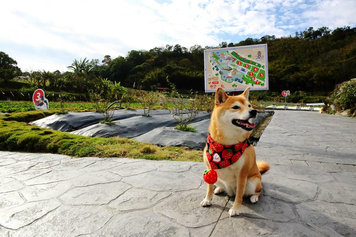 採草莓囉!苗栗大湖特色農場推薦,紅色琉璃瓦&SUHU Caf 採草莓囉!苗栗大湖特色農場推薦,紅色琉璃瓦&SUHU Caf