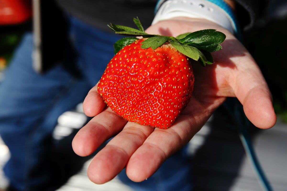 採草莓囉!苗栗大湖特色農場推薦,紅色琉璃瓦&SUHU Caf 採草莓囉!苗栗大湖特色農場推薦,紅色琉璃瓦&SUHU Caf