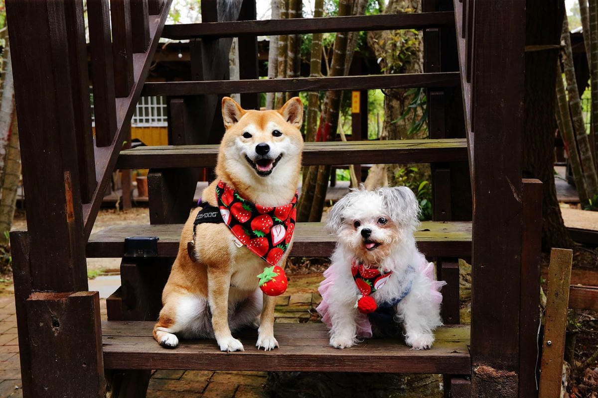 新竹寵物友善餐廳，森園寵物友善樹屋咖啡莊園，咖啡好喝，寵物超