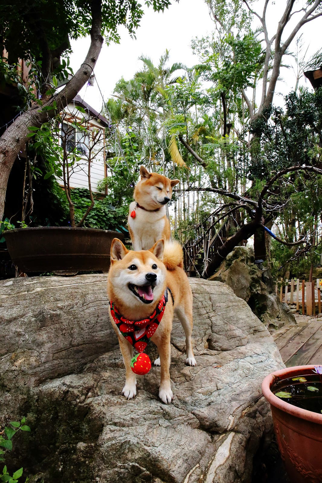 新竹寵物友善餐廳，森園寵物友善樹屋咖啡莊園，咖啡好喝，寵物超
