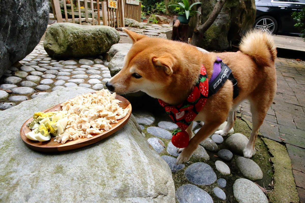 新竹寵物友善餐廳，森園寵物友善樹屋咖啡莊園，咖啡好喝，寵物超