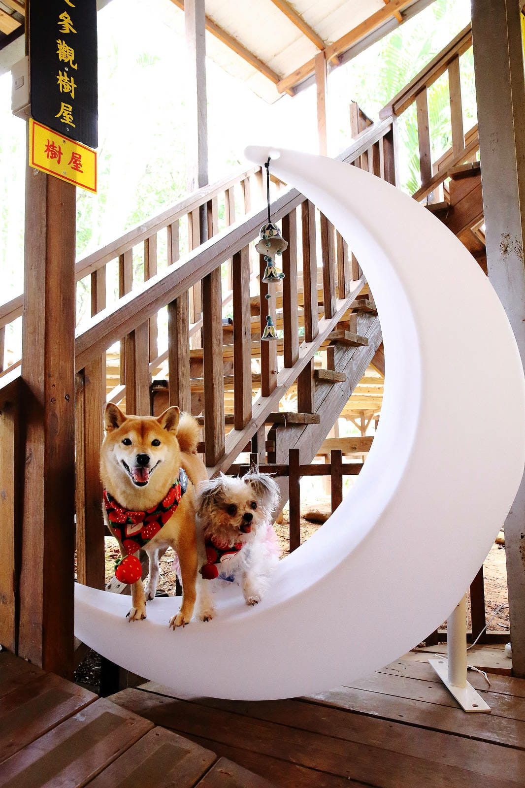 新竹寵物友善餐廳，森園寵物友善樹屋咖啡莊園，咖啡好喝，寵物超