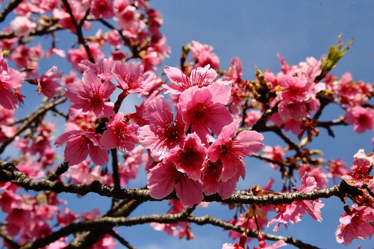 2024賞櫻免上山懶人包，桃園櫻花季去哪拍？超人氣賞櫻小景點