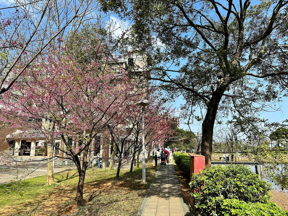 2024賞櫻免上山懶人包，桃園櫻花季去哪拍？超人氣賞櫻小景點