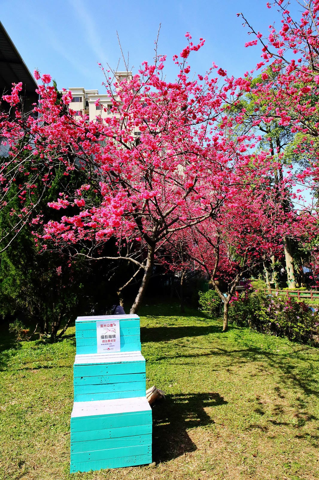 2024賞櫻免上山懶人包，桃園櫻花季去哪拍？超人氣賞櫻小景點