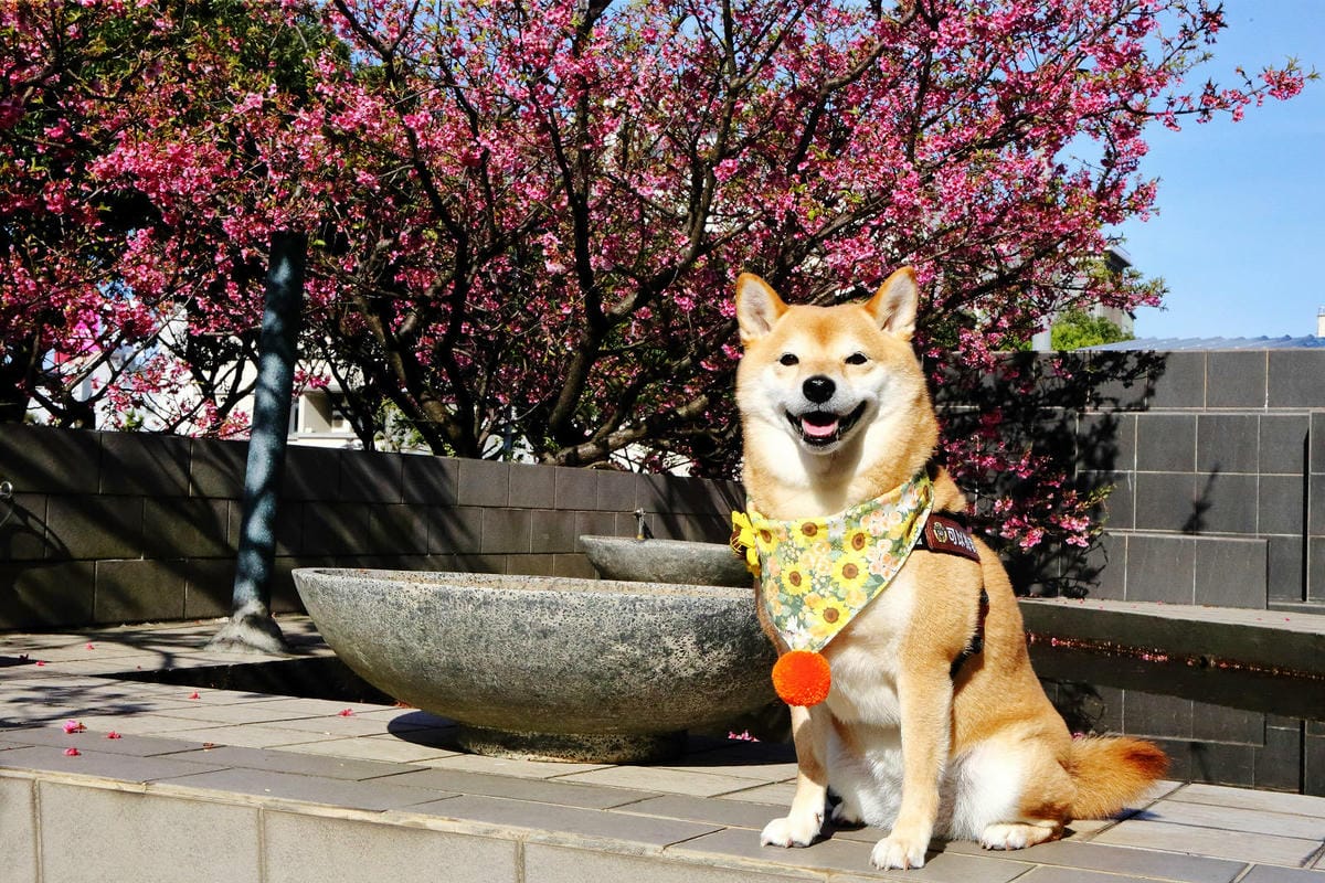 2024賞櫻免上山懶人包，桃園櫻花季去哪拍？超人氣賞櫻小景點