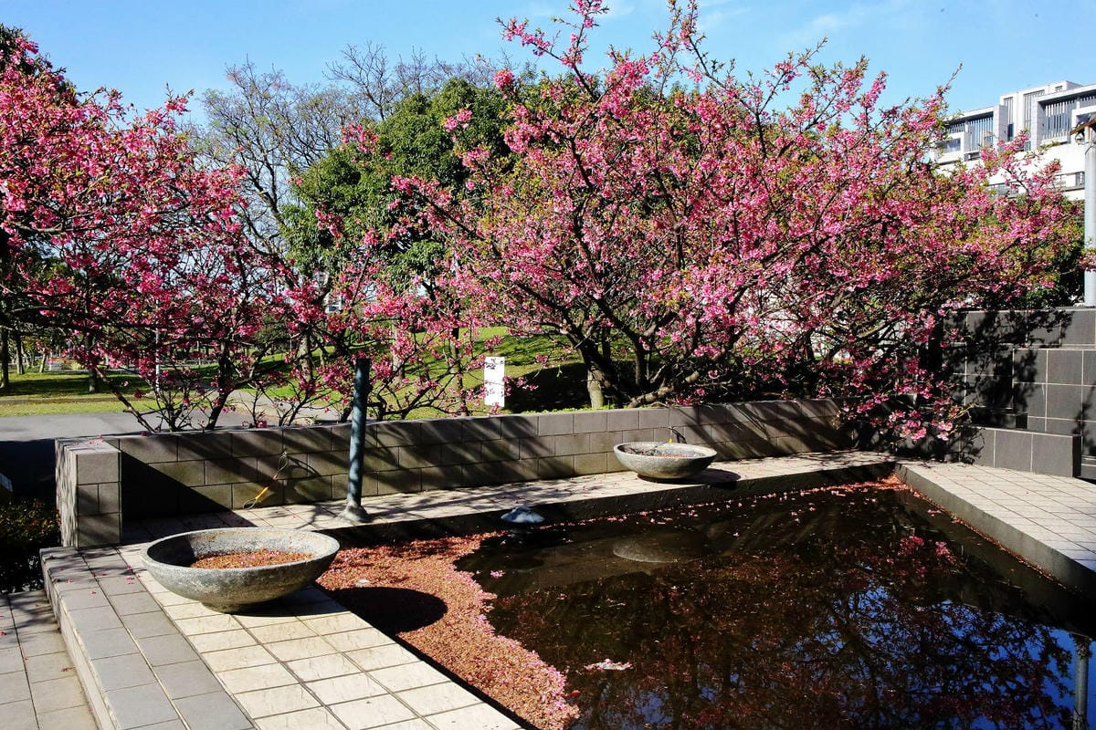 2024賞櫻免上山懶人包，桃園櫻花季去哪拍？超人氣賞櫻小景點