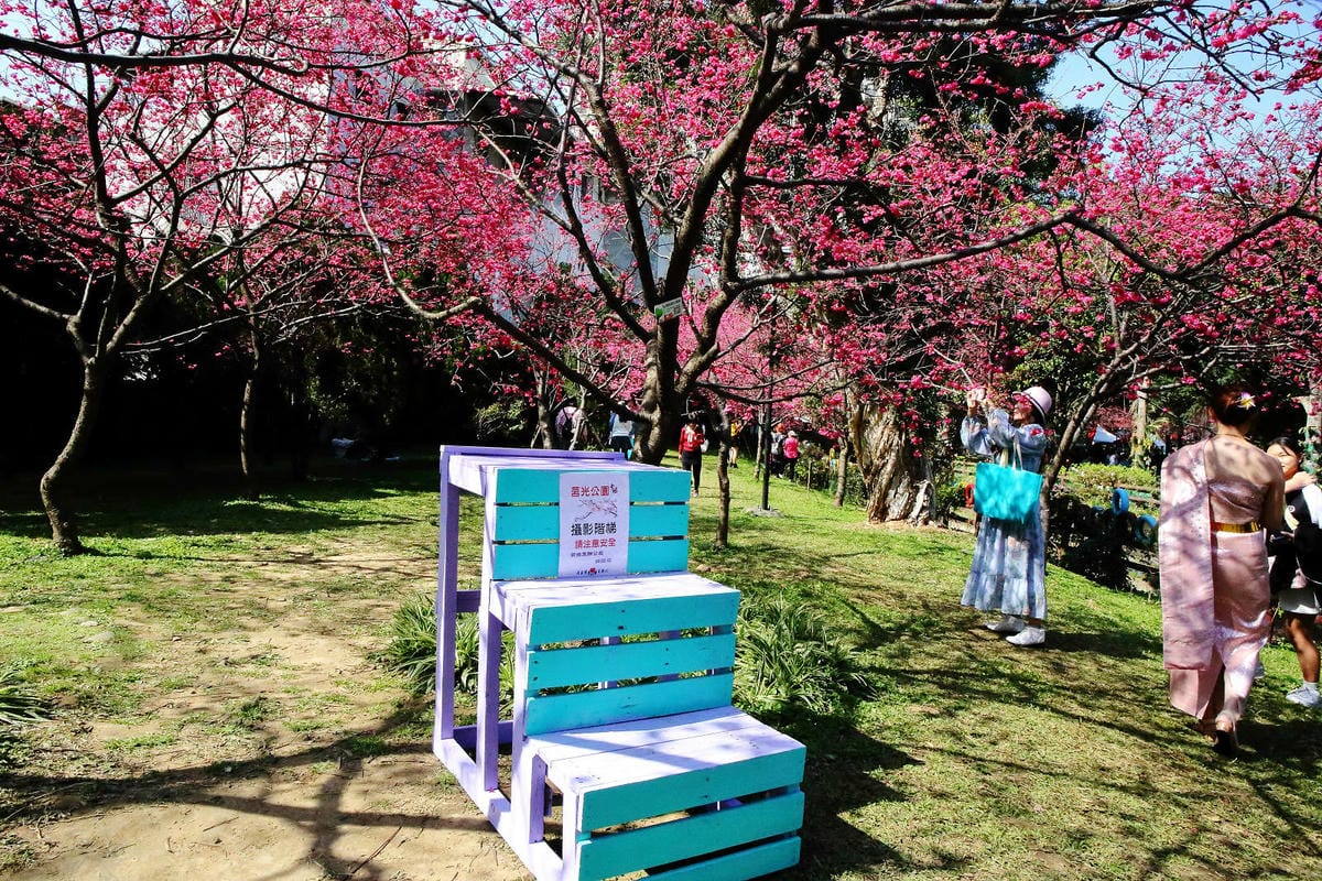2024賞櫻免上山懶人包，桃園櫻花季去哪拍？超人氣賞櫻小景點