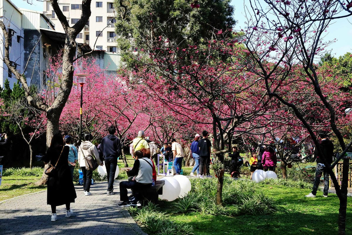 2024賞櫻免上山懶人包，桃園櫻花季去哪拍？超人氣賞櫻小景點