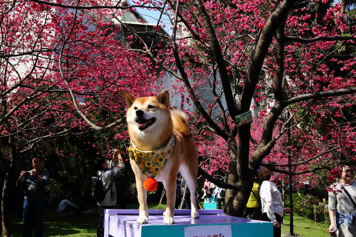 2024賞櫻免上山懶人包，桃園櫻花季去哪拍？超人氣賞櫻小景點