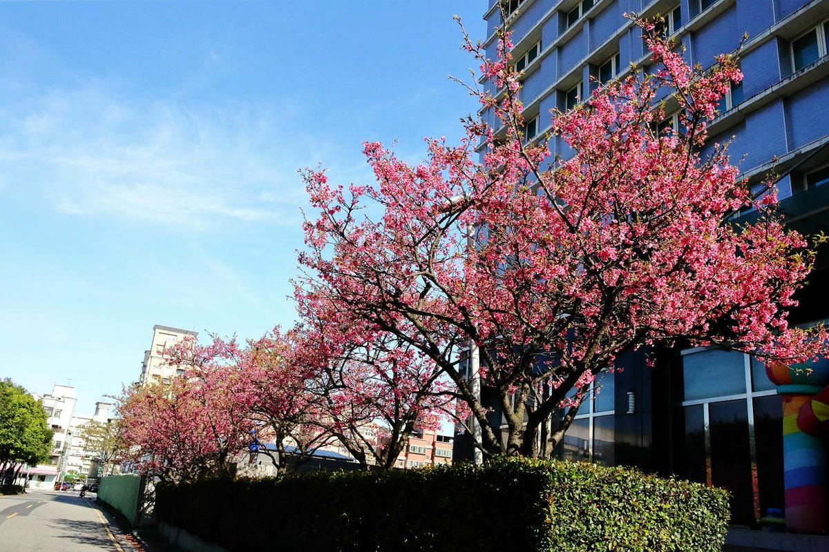 2024賞櫻免上山懶人包，桃園櫻花季去哪拍？超人氣賞櫻小景點