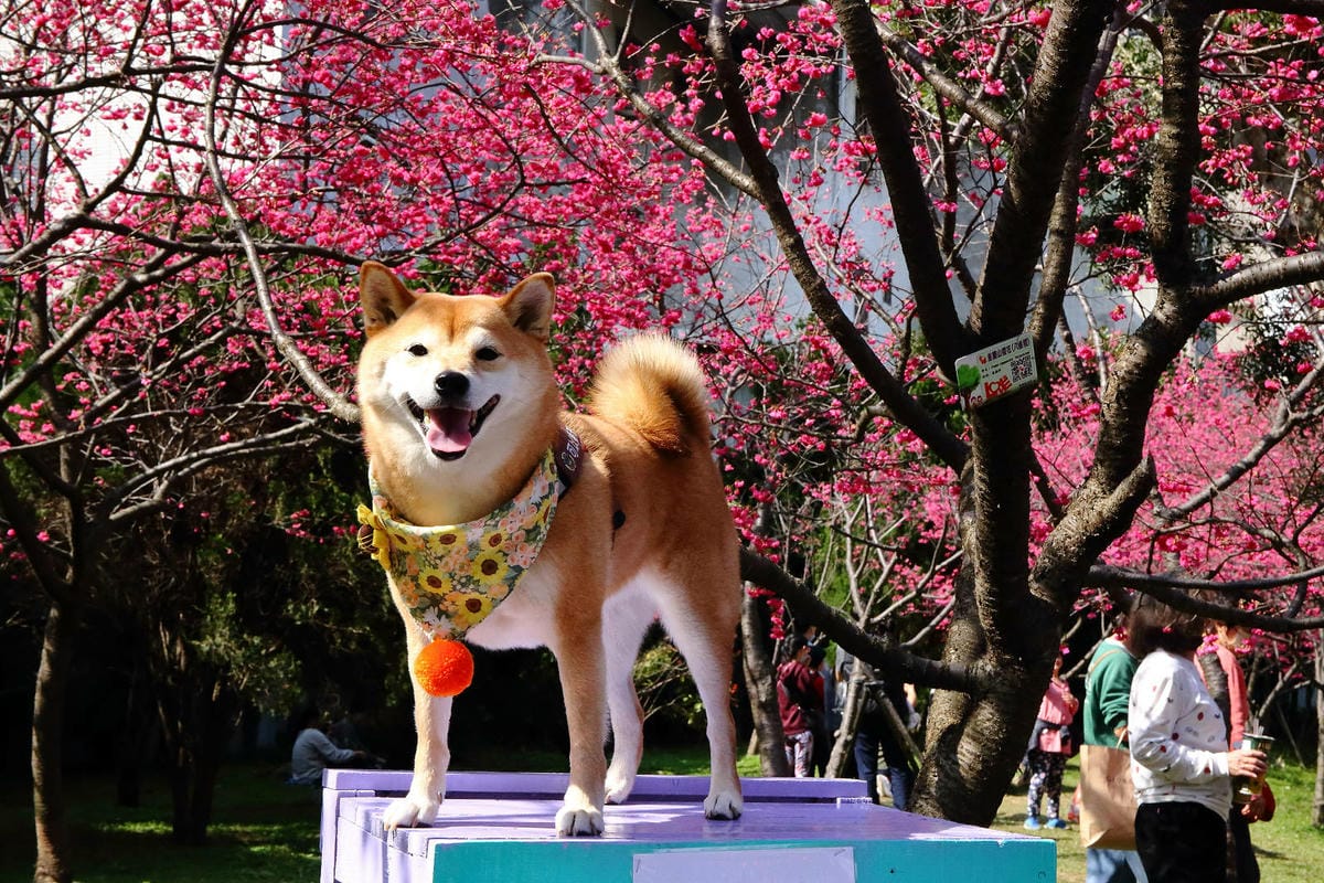 2024賞櫻免上山懶人包，桃園櫻花季去哪拍？超人氣賞櫻小景點