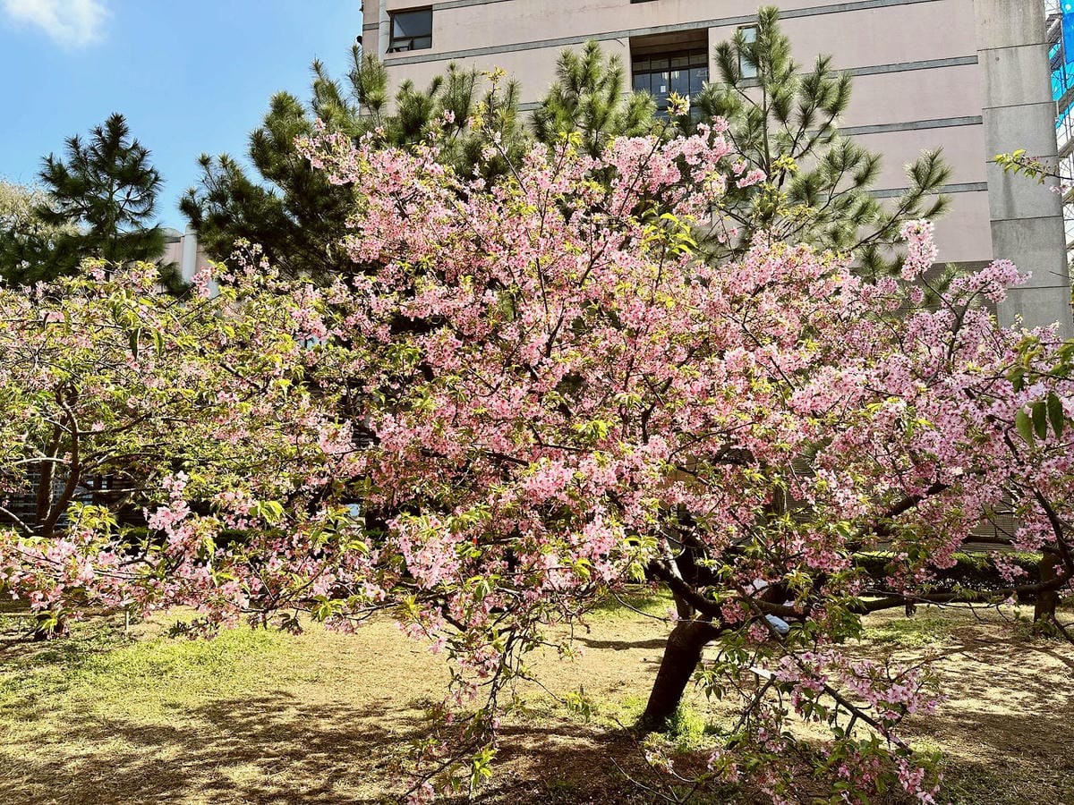 2024賞櫻免上山懶人包，桃園櫻花季去哪拍？超人氣賞櫻小景點