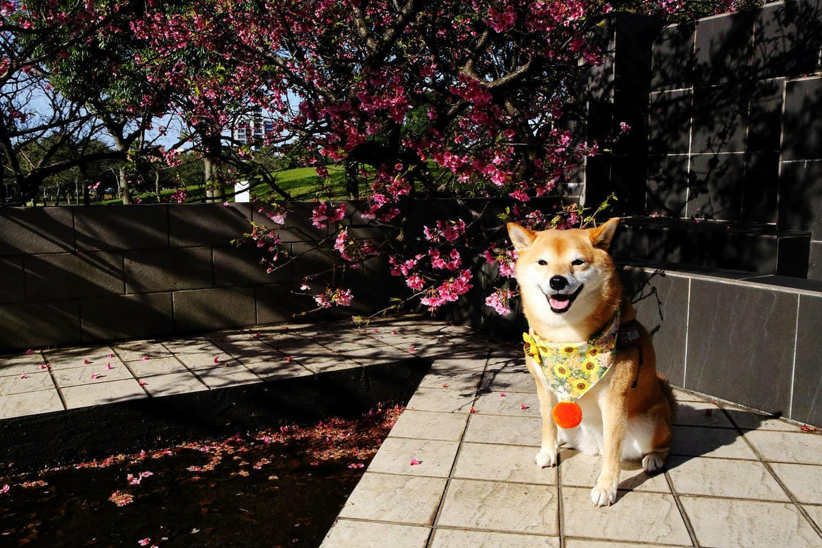 2024賞櫻免上山懶人包，桃園櫻花季去哪拍？超人氣賞櫻小景點