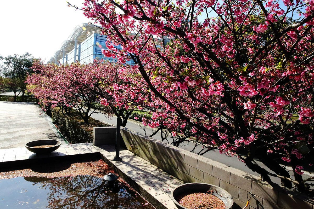 2024賞櫻免上山懶人包，桃園櫻花季去哪拍？超人氣賞櫻小景點