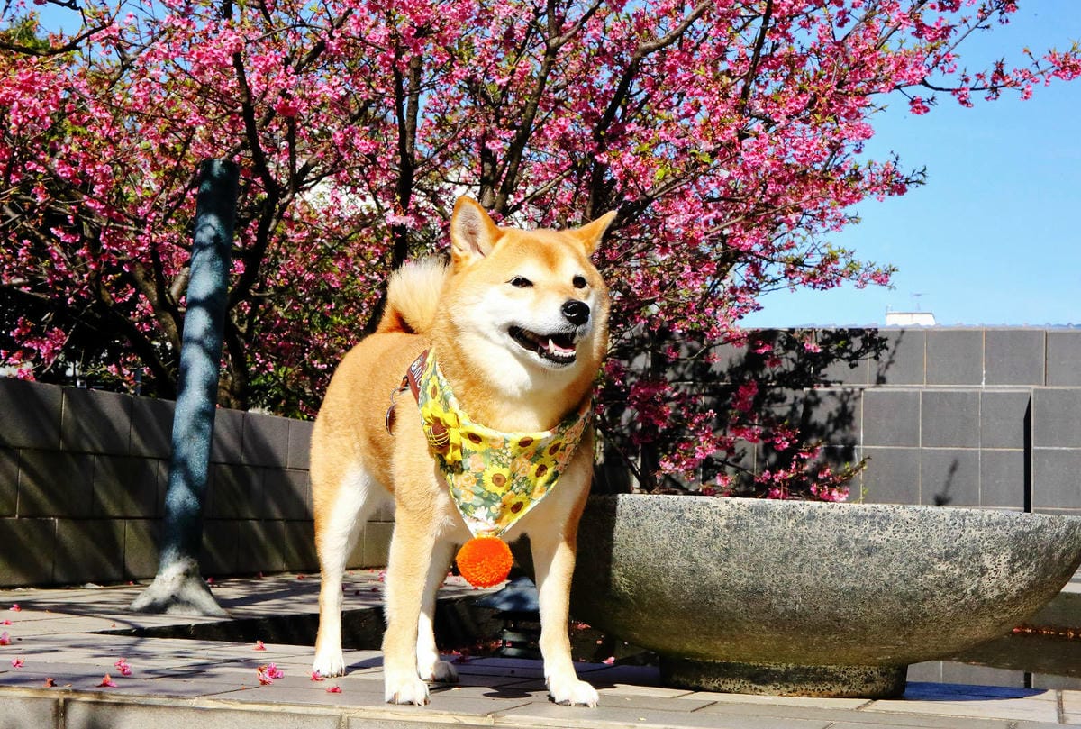 2024賞櫻免上山懶人包，桃園櫻花季去哪拍？超人氣賞櫻小景點