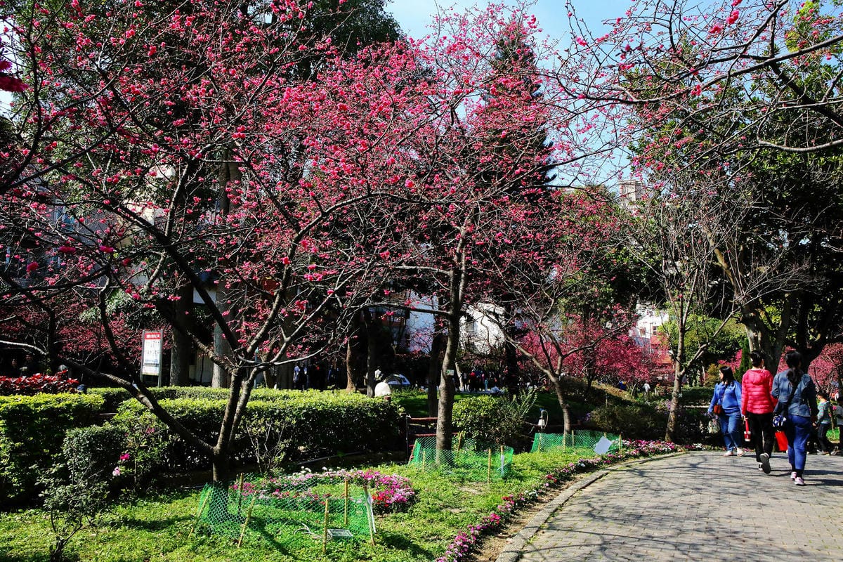 2024賞櫻免上山懶人包，桃園櫻花季去哪拍？超人氣賞櫻小景點