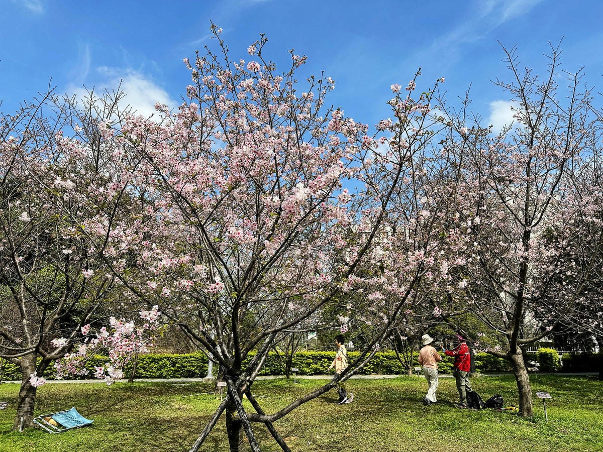 2024賞櫻免上山懶人包，桃園櫻花季去哪拍？超人氣賞櫻小景點