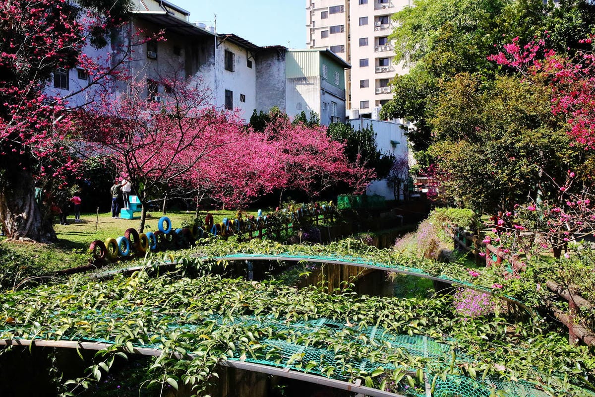 2024賞櫻免上山懶人包，桃園櫻花季去哪拍？超人氣賞櫻小景點